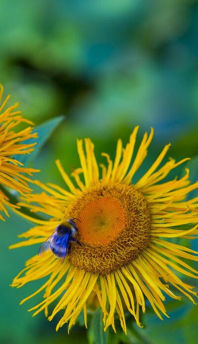 Gelbe Blume mit Hummel | ©  villacher-alpenstrasse.at/Kolarik