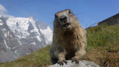 the alpine marmot