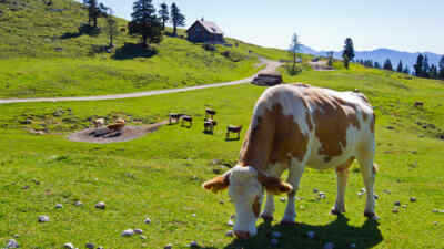 Cow nearby Villacher alpine road
