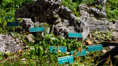 Alpine garden with signs